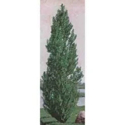 Theves Poplar(4 To 5 Foot)