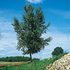 Cottonless Cottonwood Tree (2 To 4 Foot)