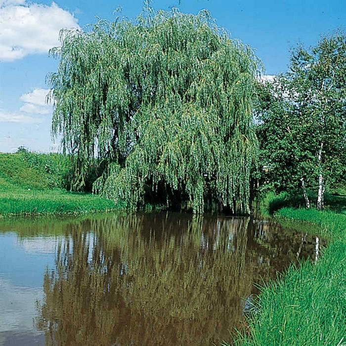 Alba™ Niobe Weeping Willow 1 Alba™ Niobe Weeping Willow