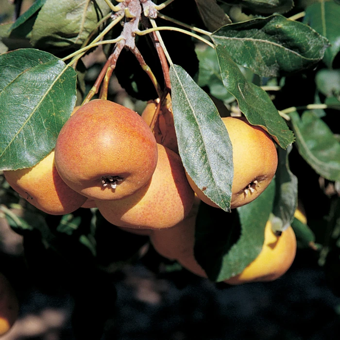 Shipova Mountain Ash 1 Shipova Mountain Ash