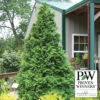 Soft Serve® False Cypress Evergreen