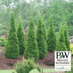 North Pole® Arborvitae Evergreen