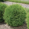 Planet Earth® Arborvitae