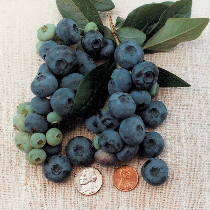 Patriot Blueberry 1 Patriot Blueberry