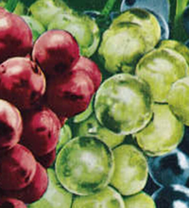 Edelweiss Grape 1 Edelweiss Grape