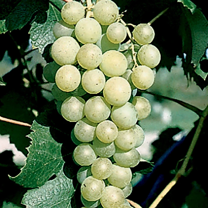 Marquis Seedless Grape 1 Marquis Seedless Grape