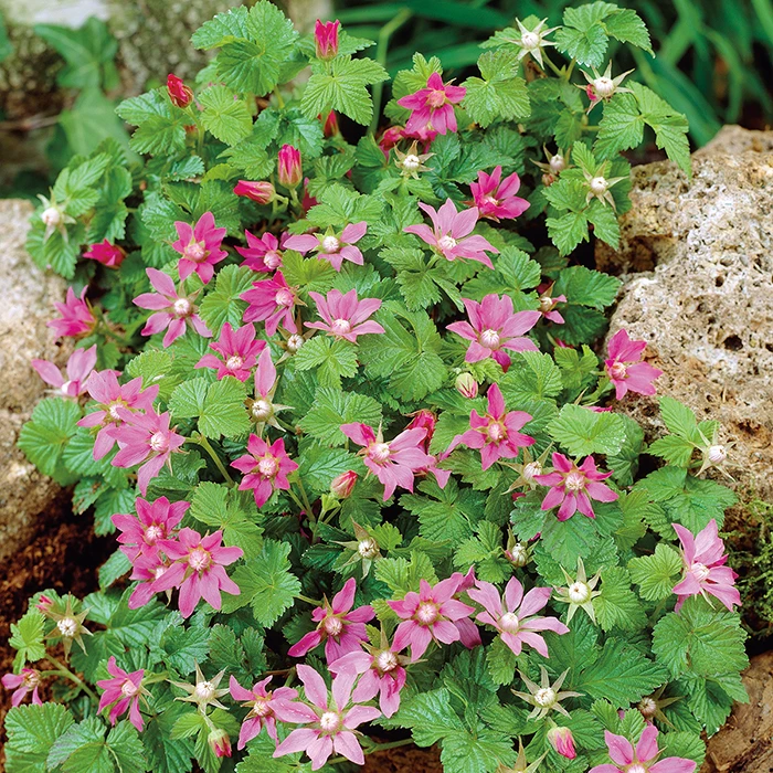 Ground Cover Raspberry Offer (1 Of Each) 1 Ground Cover Raspberry Offer (1 Of Each)