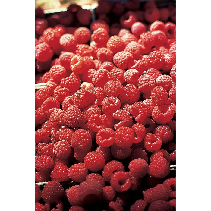 Latham Summer Bearing Raspberry 1 Latham Summer Bearing Raspberry