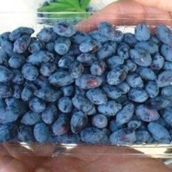 Tundra Canadian Haskap