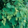 Willamette Hops