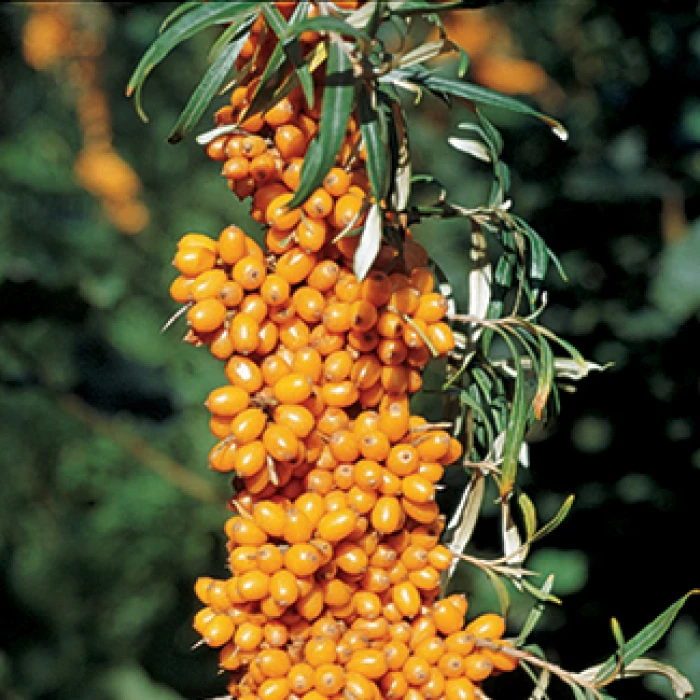 Male Sea Berry Or Sea Buckthorn 1 Male Sea Berry Or Sea Buckthorn