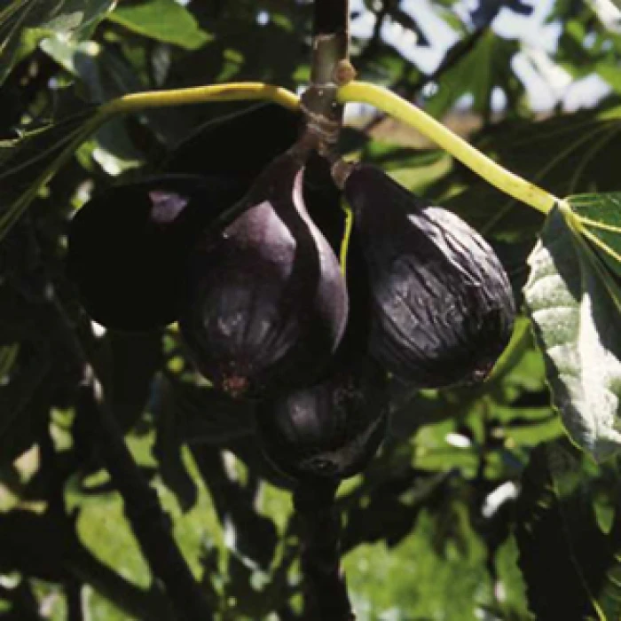 Negronne Fig 1 Negronne Fig
