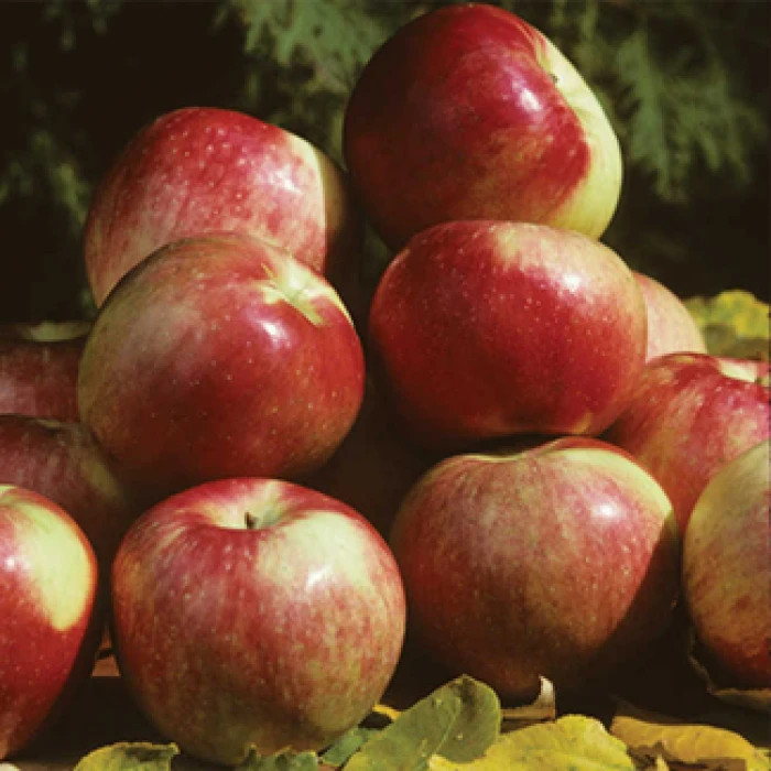 Zestar Semi-Dwarf Apple 1 Zestar Semi-Dwarf Apple