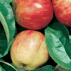 Red Gravenstein Dwarf Apple