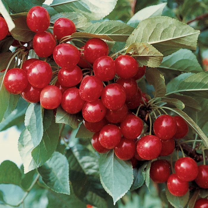 North Star Hardy Dwarf Pie Cherry 1 North Star Hardy Dwarf Pie Cherry