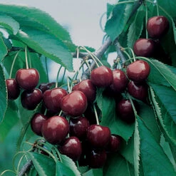 BlackGold™/ WhiteGold® Sweet Cherry Offer