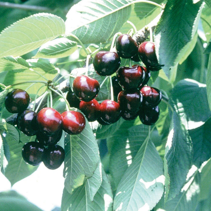 Lapins Standard Sweet Cherry 1 Lapins Standard Sweet Cherry