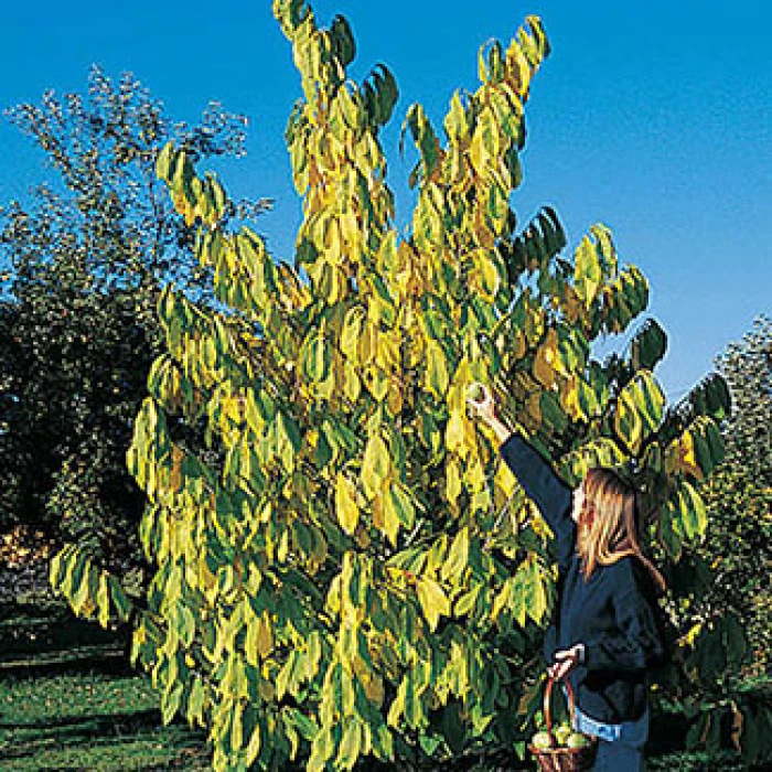 Pawpaw Seedlings 1 Pawpaw Seedlings