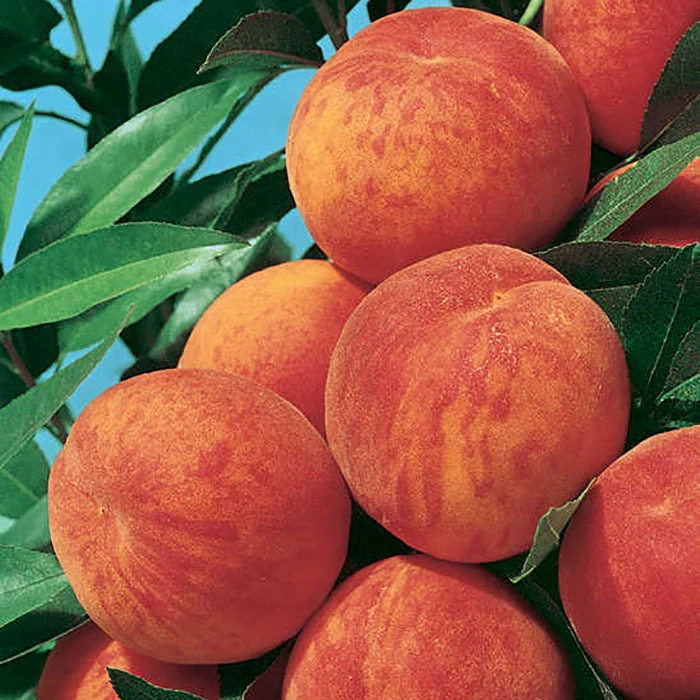 Reliance Standard Peach 1 Reliance Standard Peach