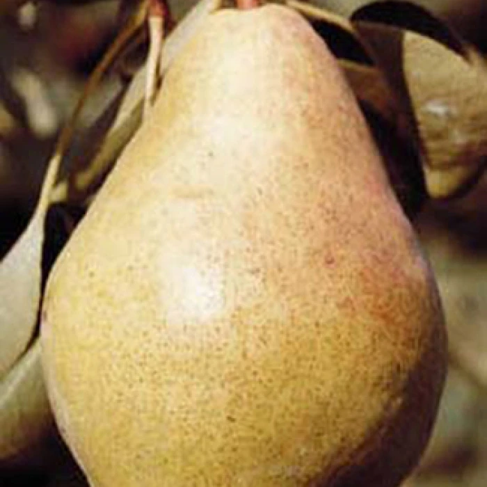 Bartlett Dwarf Pear 1 Bartlett Dwarf Pear