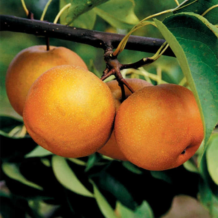 Korean Giant Or Olympic Asian Pear 1 Korean Giant Or Olympic Asian Pear