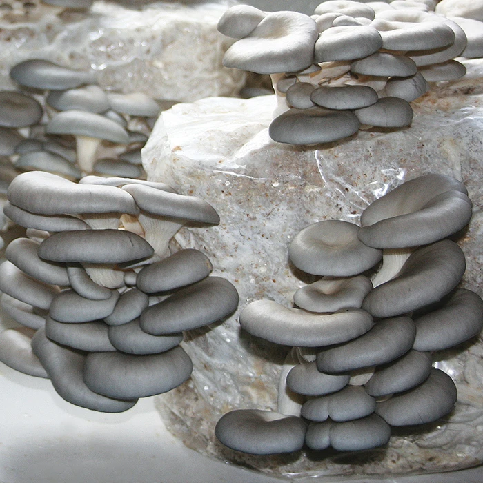 Tabletop Farm™ Oyster Mushroom Kit 1 Tabletop Farm™ Oyster Mushroom Kit