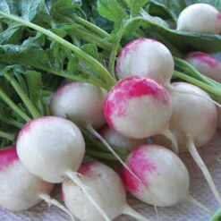 Red Head Radish