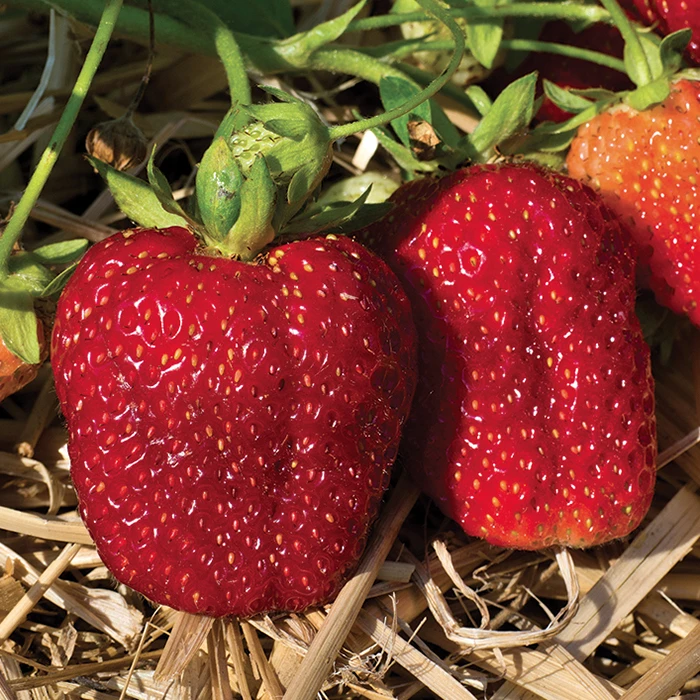 Albion Everbearing Strawberry 1 Albion Everbearing Strawberry