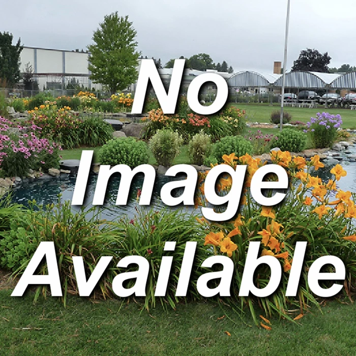 Tall Native Grass Seed Mix 1 Tall Native Grass Seed Mix