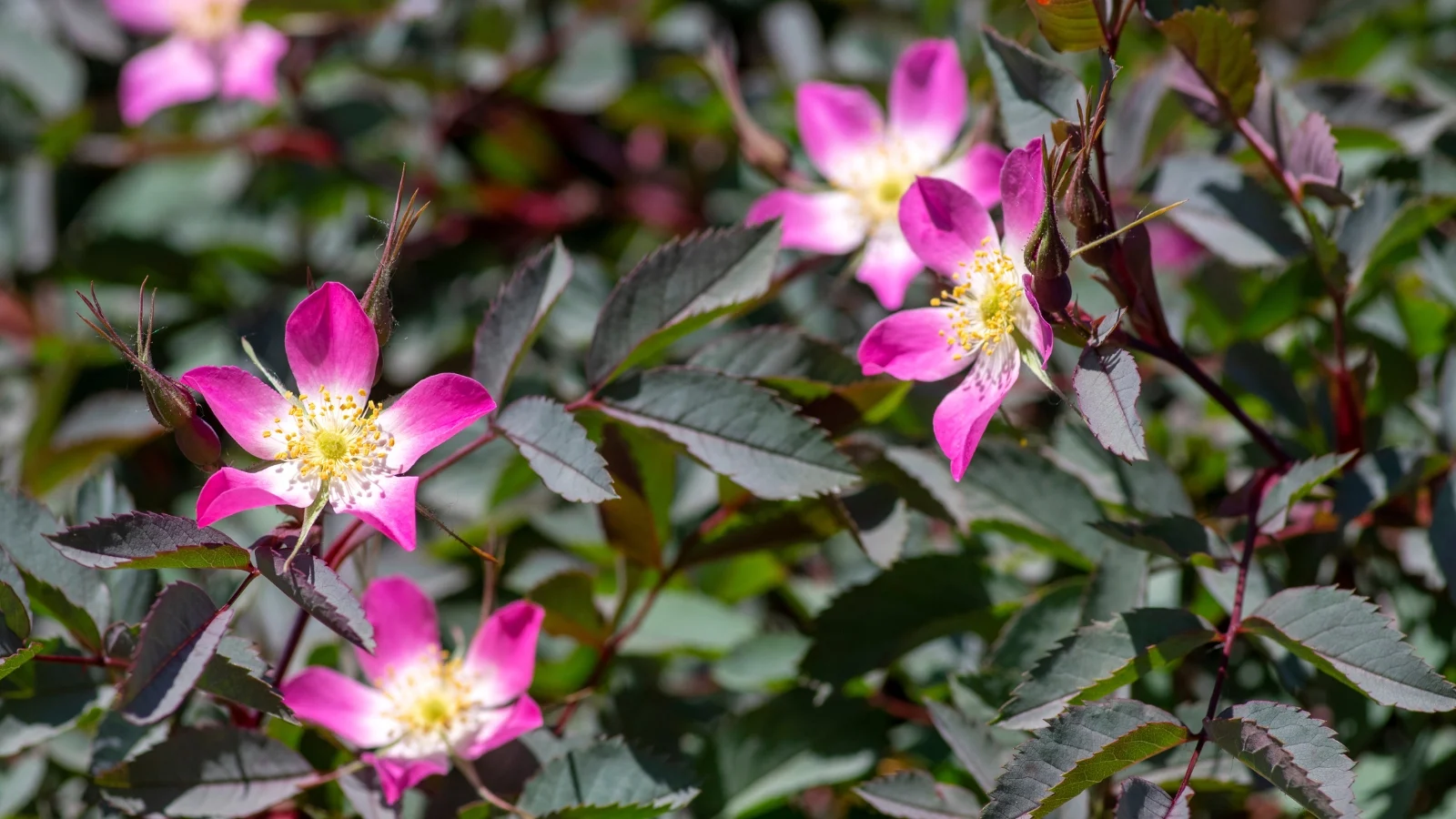 Various Shop -Various Shop Rosa glauca