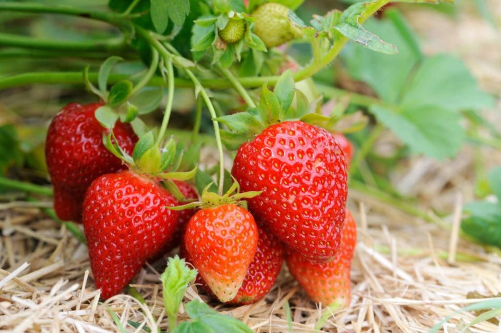 Various Shop -Various Shop strawberries in season 1024x682 1